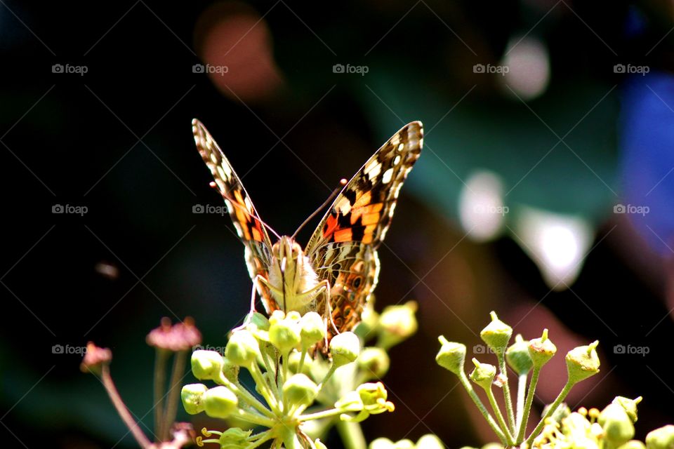 Beautiful Painted Lady Butterfly 