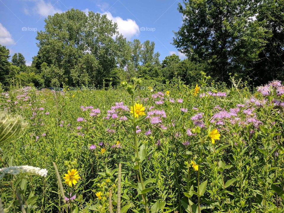 fields of flowers