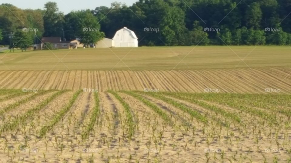 Agriculture, Crop, Field, Farm, Cropland