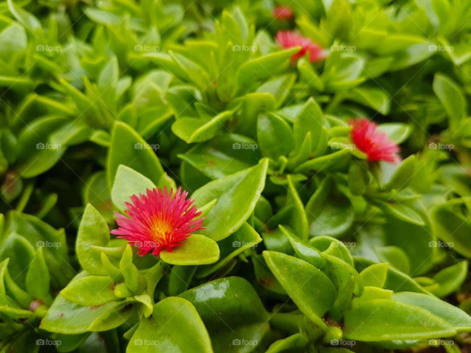 small red flowers on a bed of green leafs