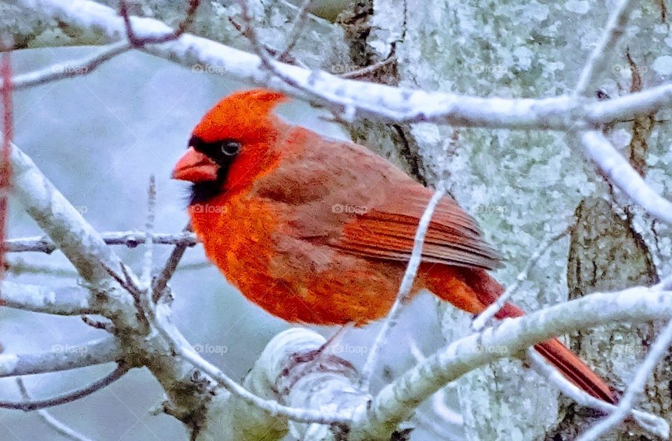 Winter cardinal 