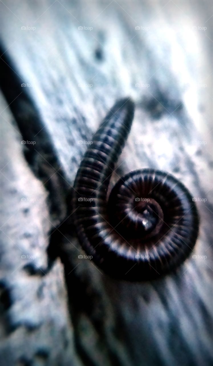 Millipede Curled up on Driftwood