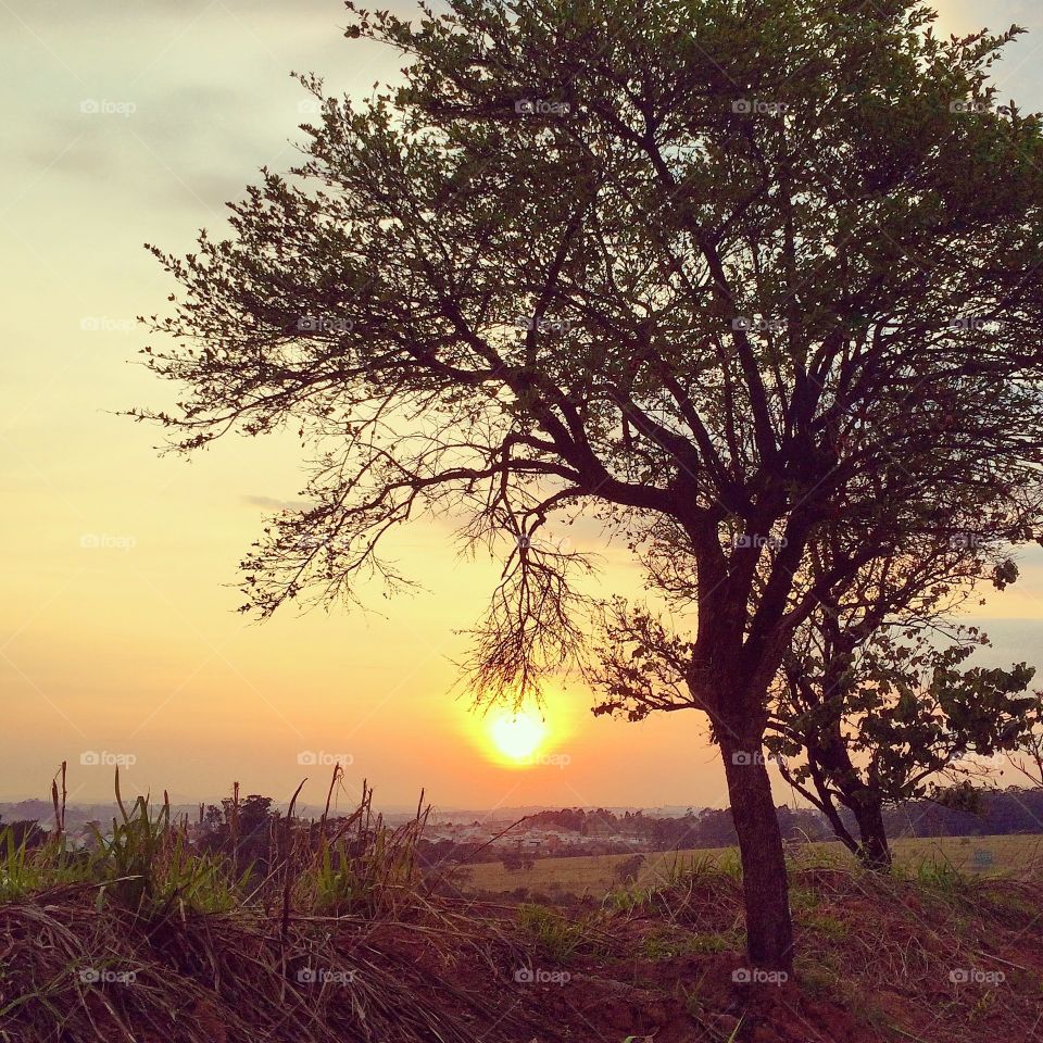 🇺🇸 A golden dawn in the infinite sky of a far corner of Brazil. The pure and immaculate nature with the beautiful sun. / 🇧🇷 Um amanhecer dourado no céu infinito de um recanto longíquo do Brasil. A natureza pura e imaculada com o lindo sol. 