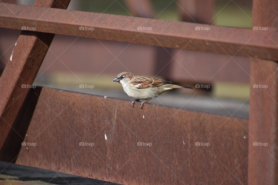 A small bird on the rusty rail of an old bridge 