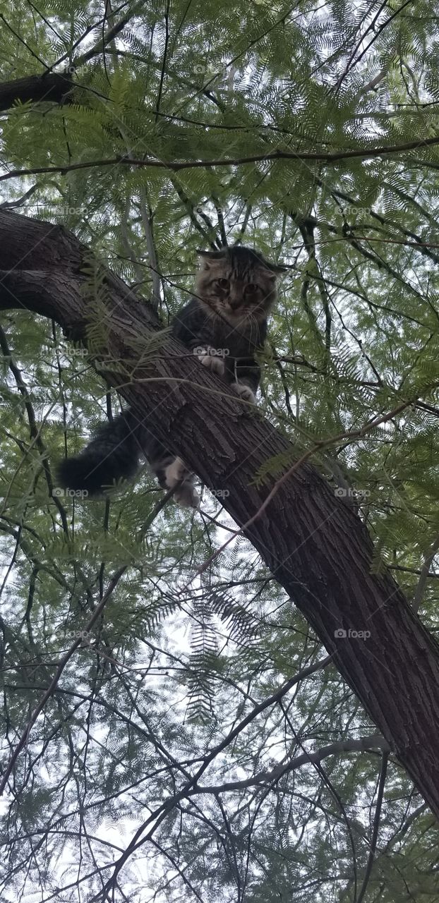 cat tree scared