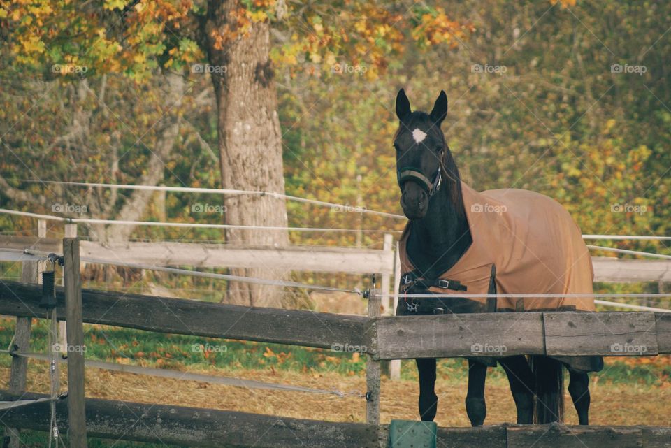 Horse standing in the pesture