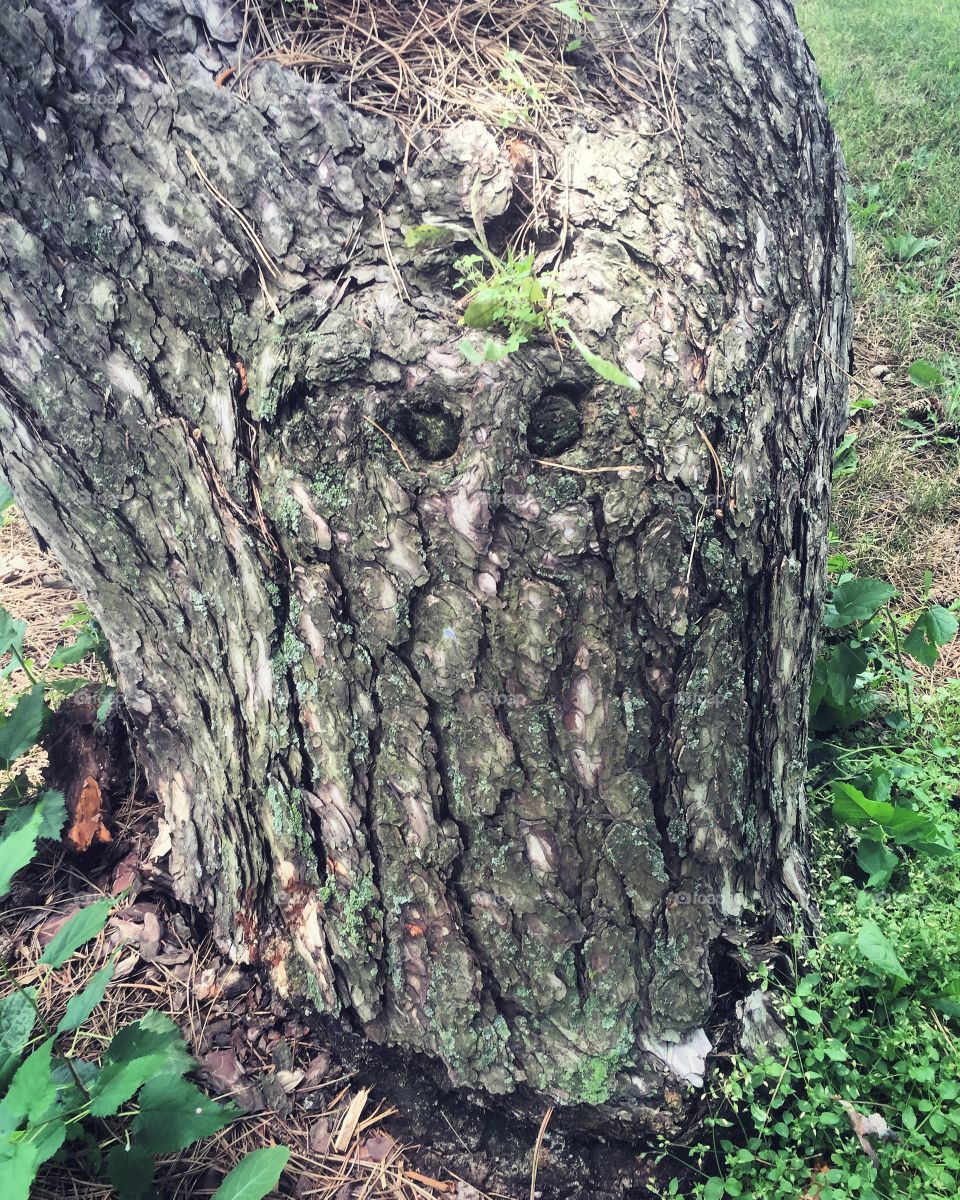 Tree, Bark, Wood, Trunk, Nature