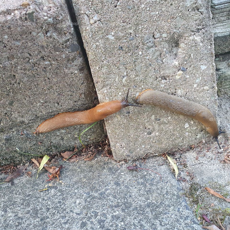 Two slugs on a stone.