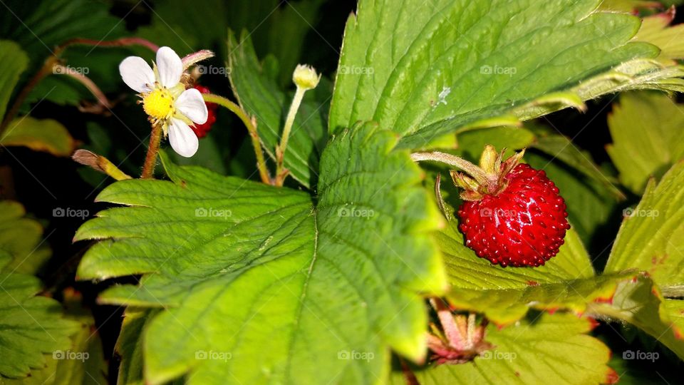 Wild Strawberries