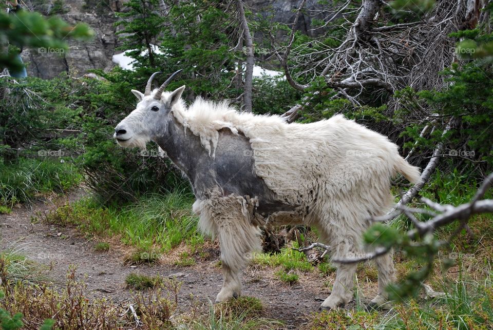 Montana mountain goat