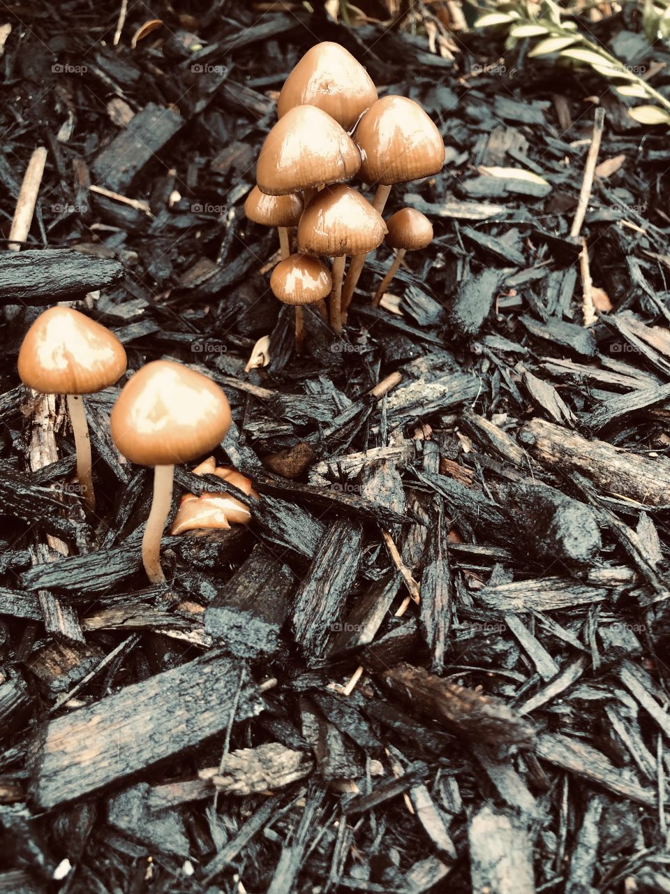Wet wild mushrooms breaking through mulch