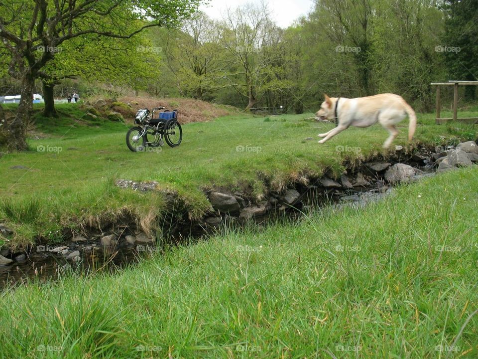 Dog tricks and trail bikes 