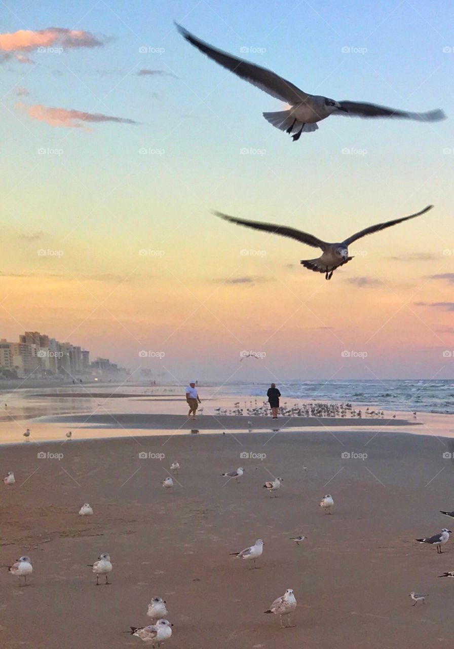 Bird, Water, No Person, Beach, Seagulls