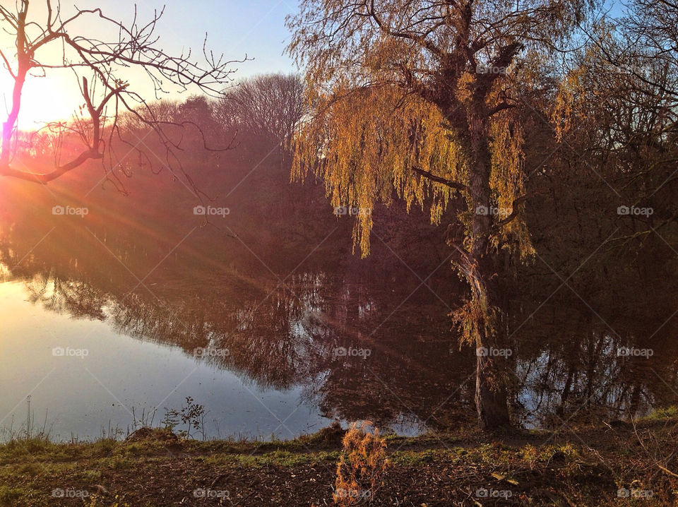 light tree lake fall by vienesse