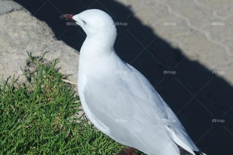 Sea gull