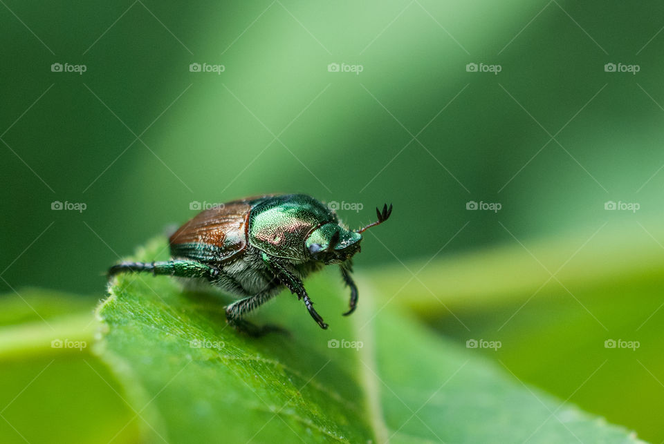 Macro of Japanese Beetle on a Tree Leaf