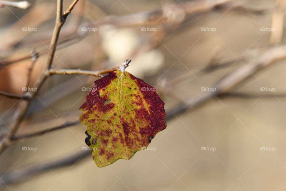 Colores de otoño-Autumn Colors