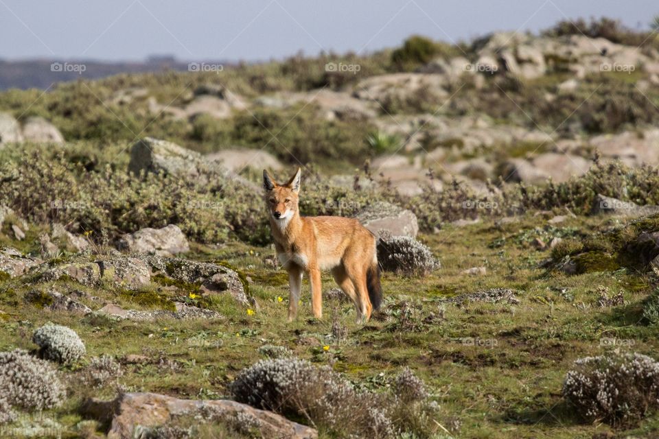 Ethiopian wolf 19