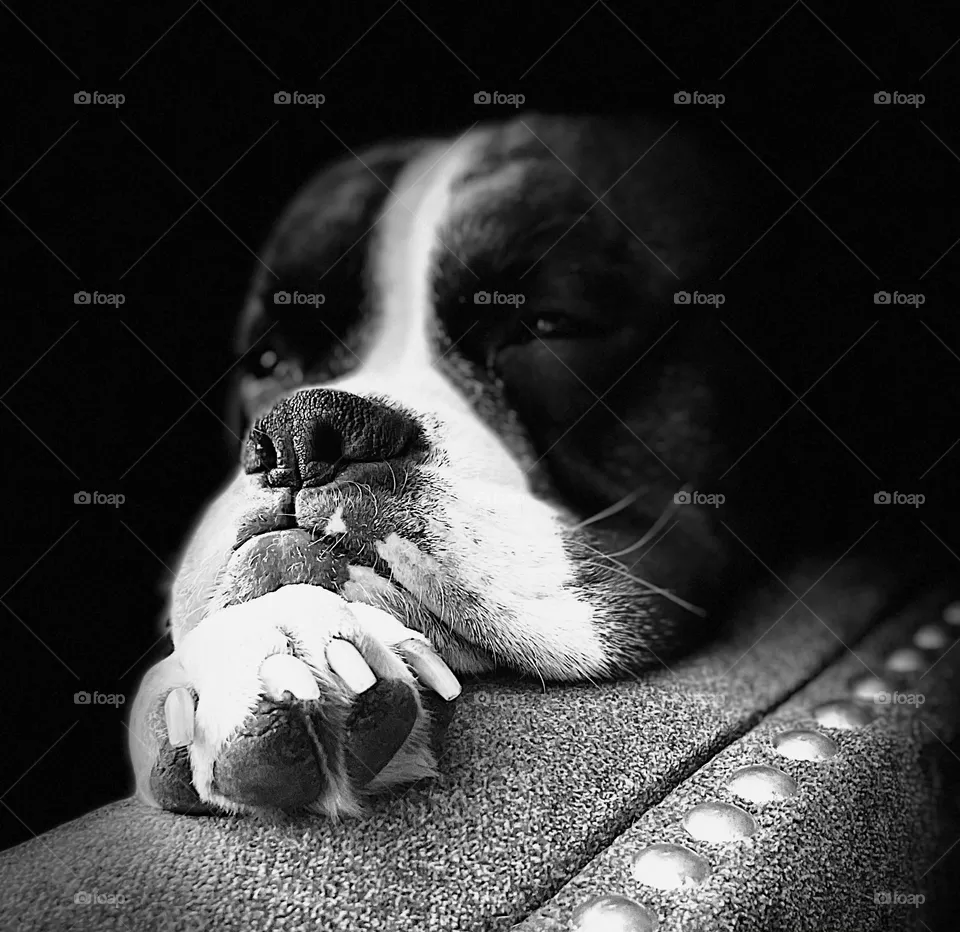 Black and white boxer 