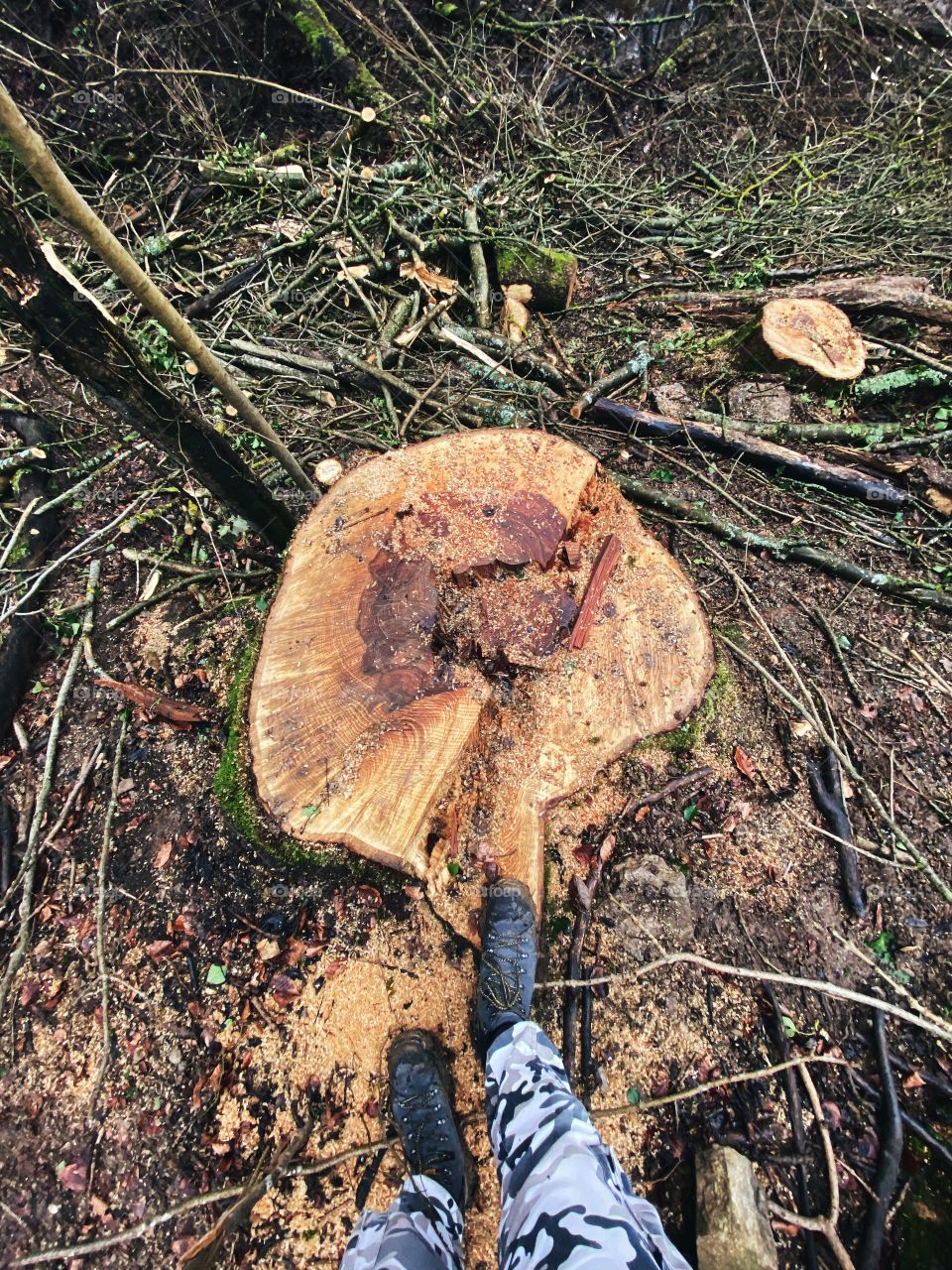 Old big tree cut deforest one meter wide over 100 years old in germany