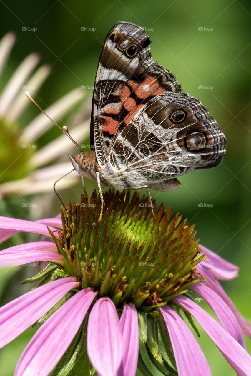 Foap, Glorious Mother Nature. An American Painted Lady (Vanessa virginiensis) finds a treasure of nectar atop a cone flower at Yates Mill County Park in Raleigh North Carolina.