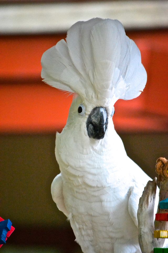 Close-up of white Cockatoo