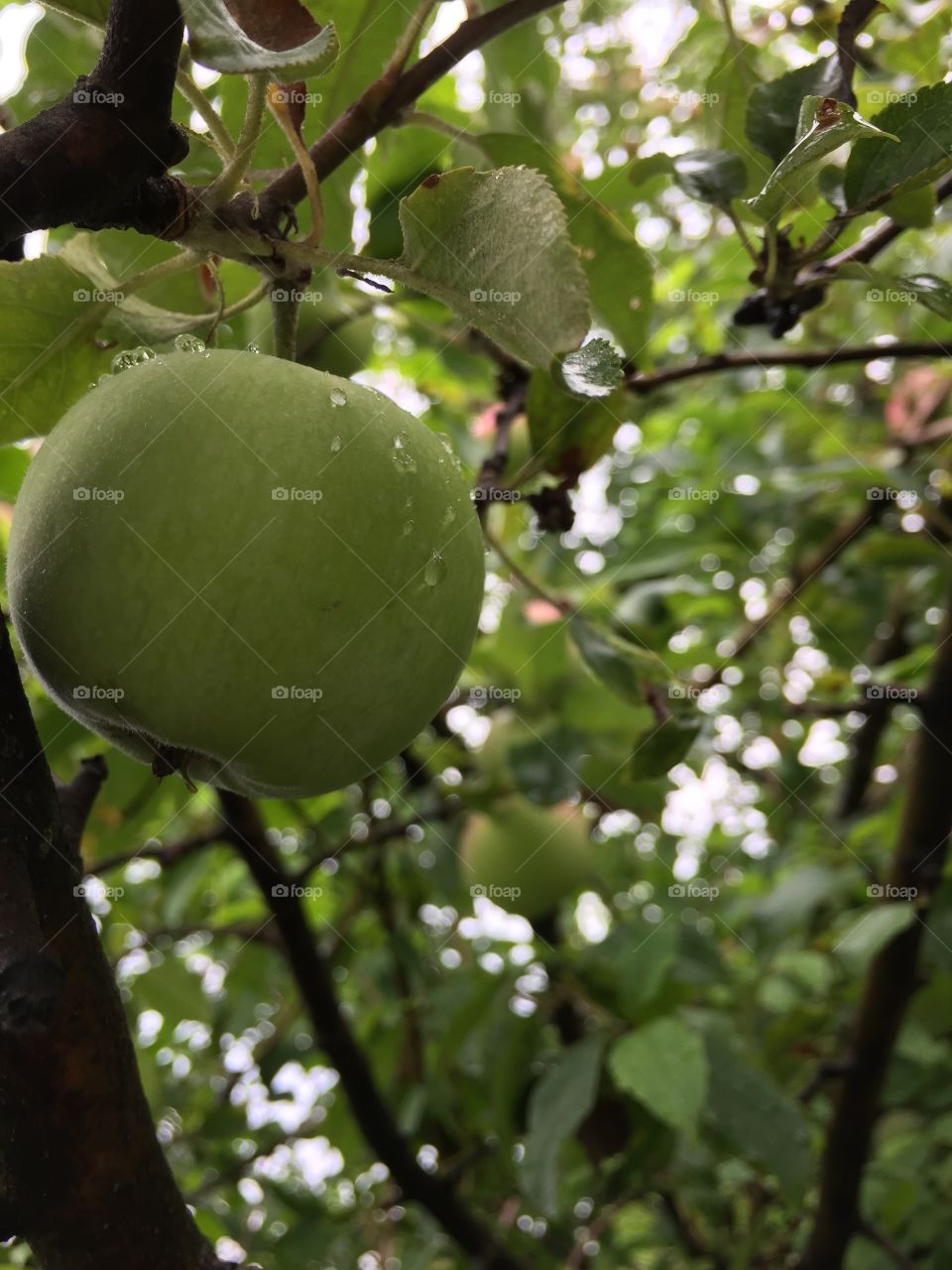Apple in a rainy day