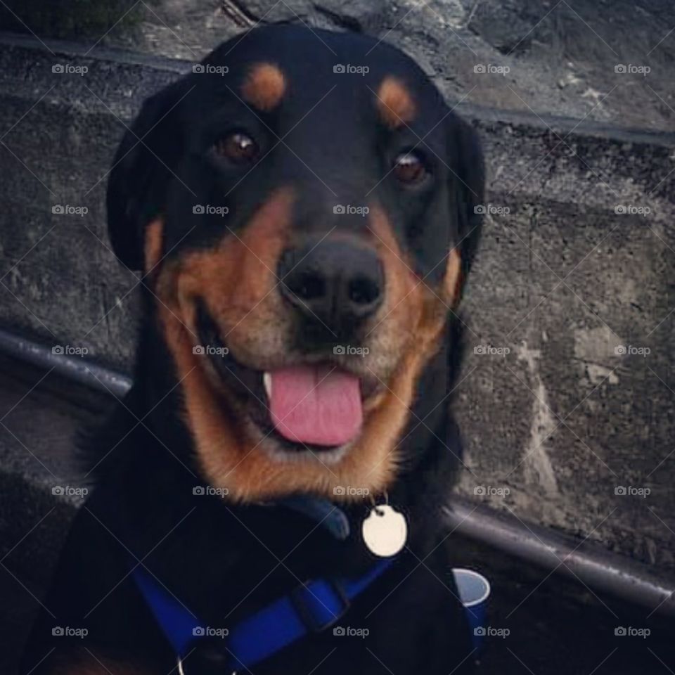 oso the rottweiler