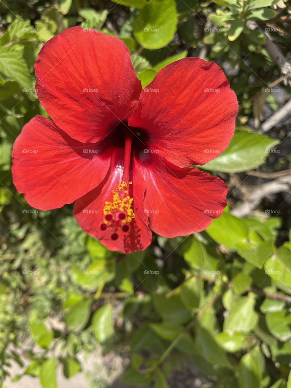 Red hybiscus flower, tropical plants and flowers 