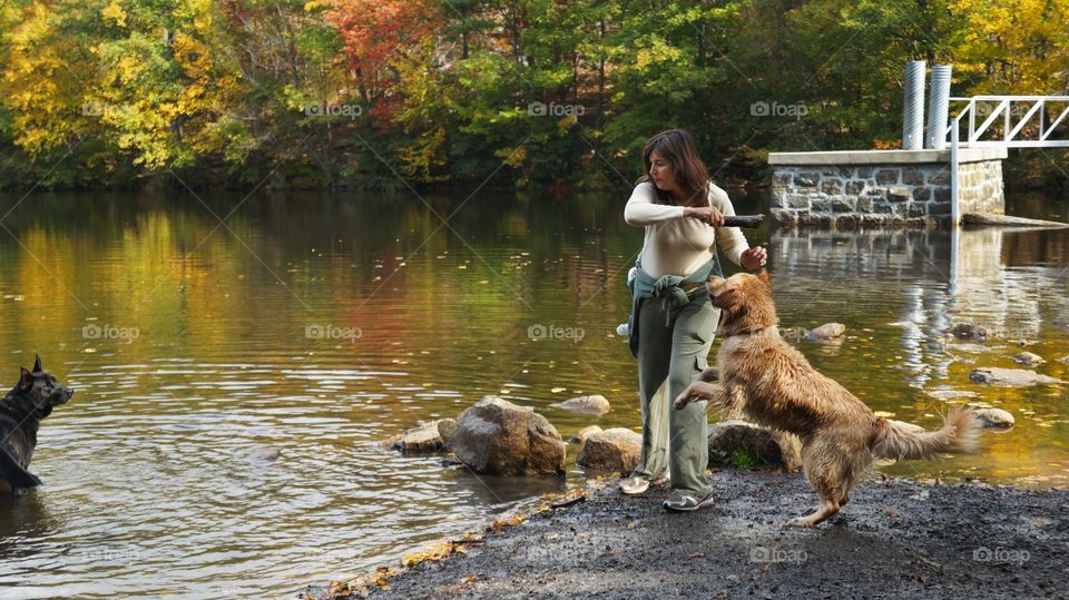 dogs play fetch by lake