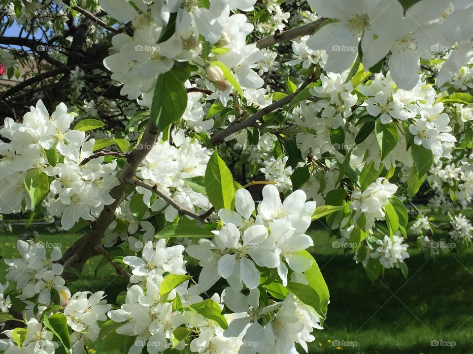 White flowers Apple blossom 