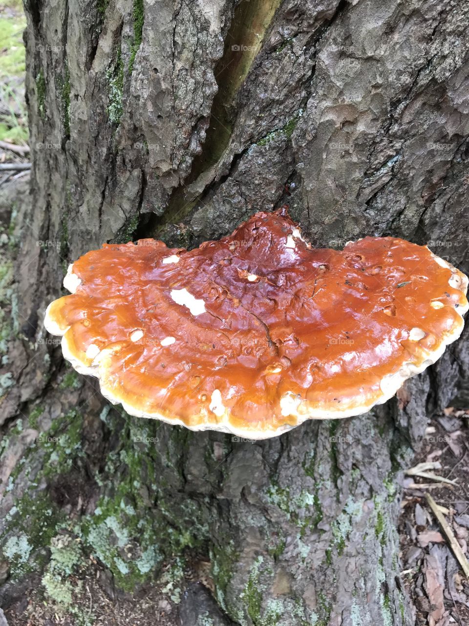 Natural Mushrooms
