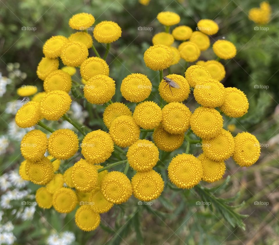 Yellow Flowers 