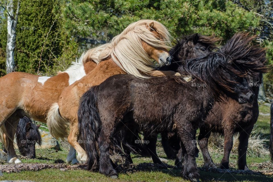 Shetland ponies playing together