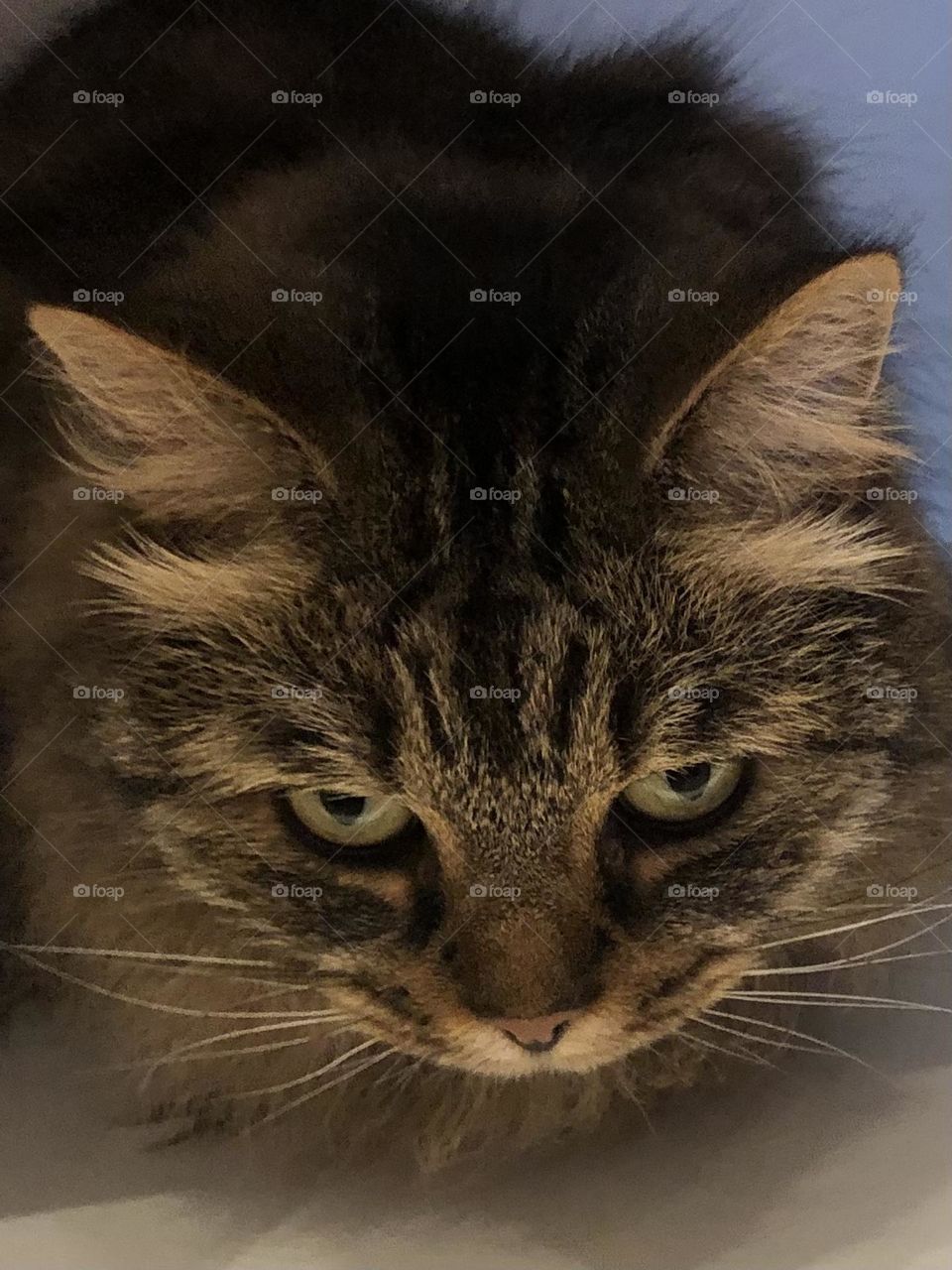 Beautiful brown tabby cat with big green piercing eyes 