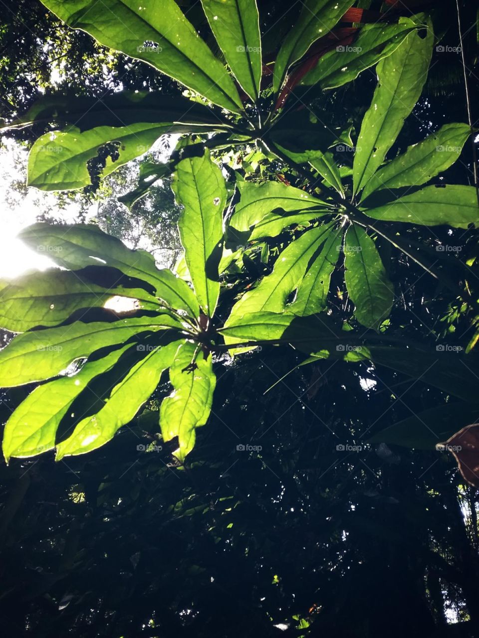 Fo.hagens la do âmago da floresta tropical.