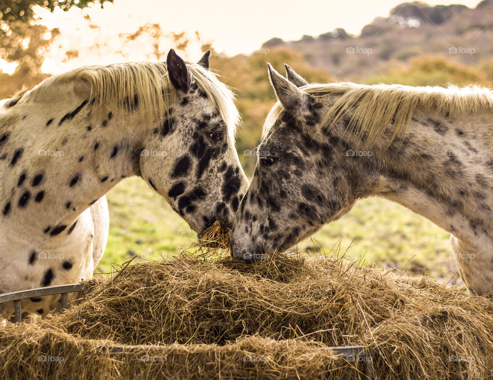 Two dapple grey horses