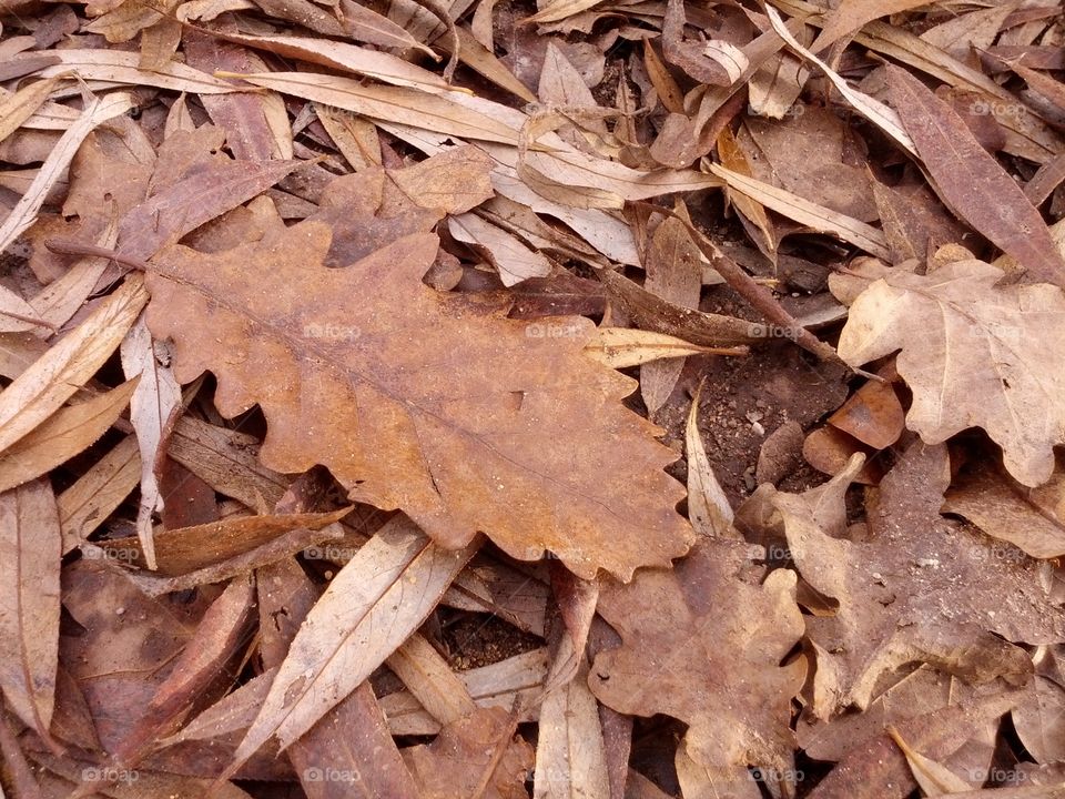 Oak leaf