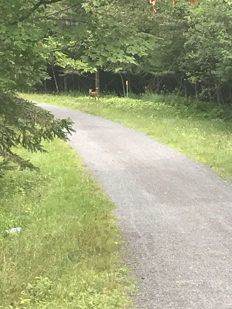 Sentier et chevreuil 