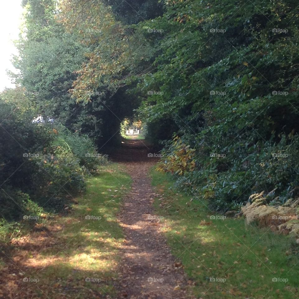 Walking in Bracknell Forest. Out walking with my grandson in Bracknell Forest some of the beautiful path's and walkways