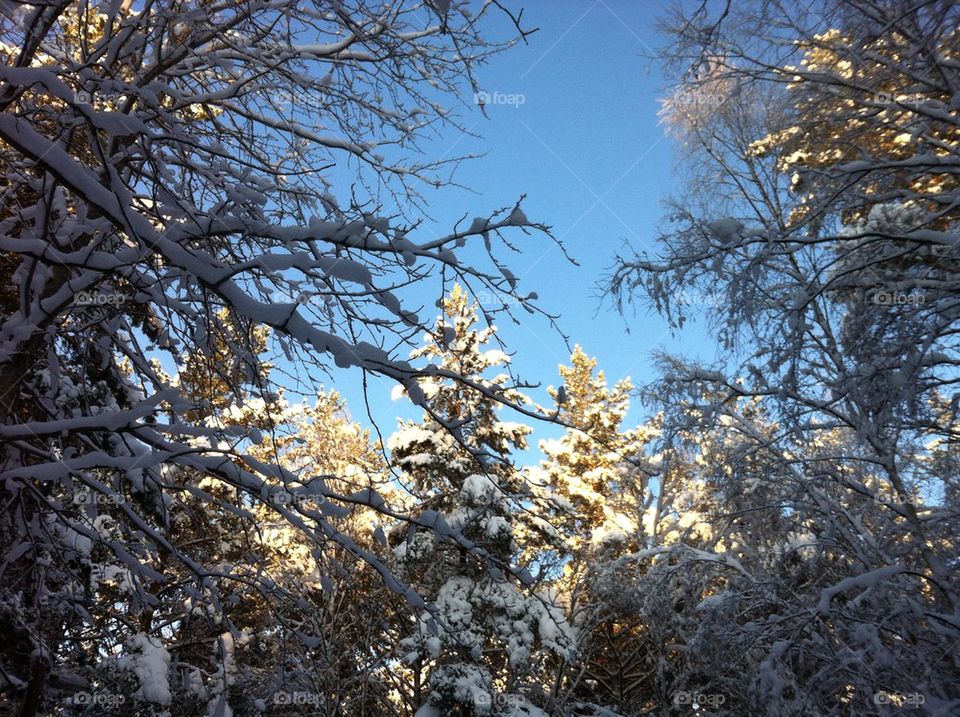 Vinter trees with snowboard