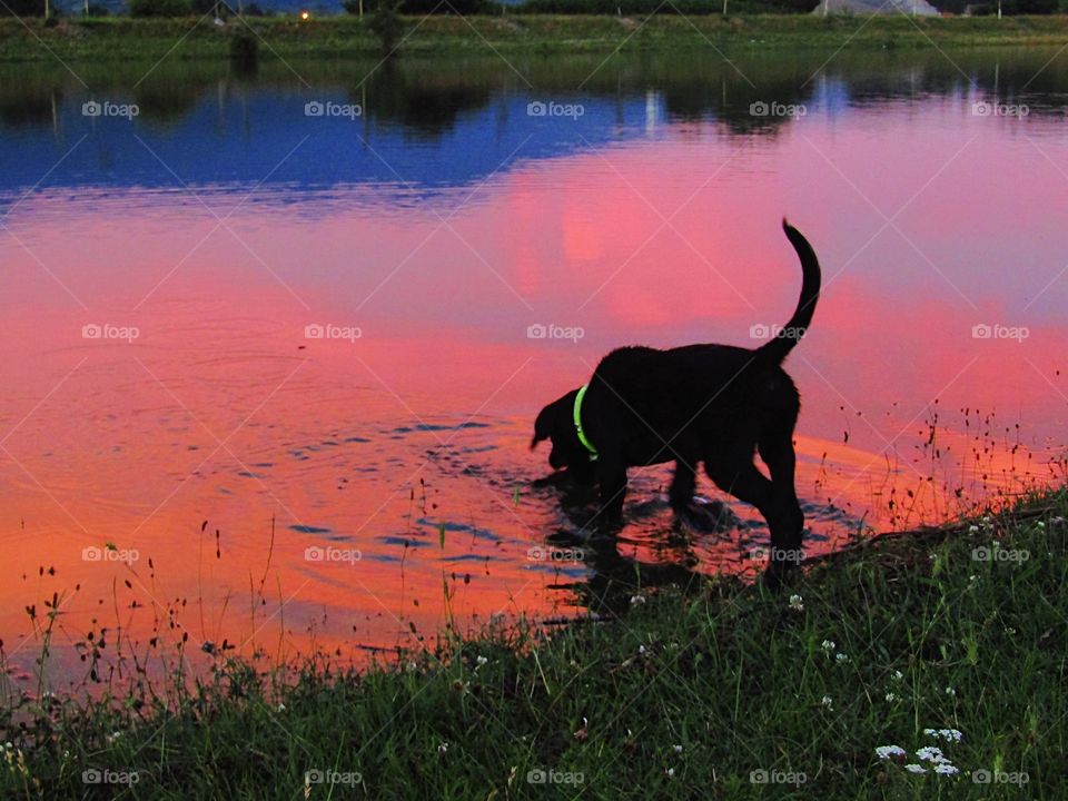 Dog going into water and sunset