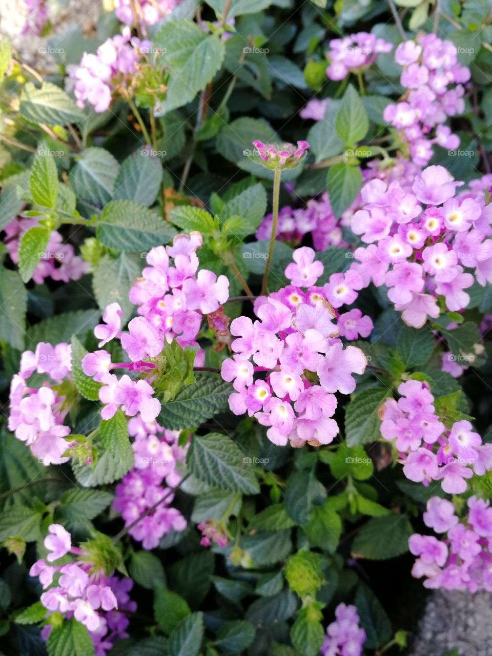 Flower, No Person, Garden, Nature, Flora