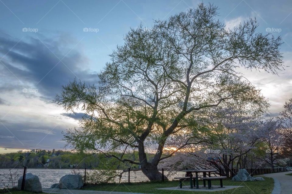 Spy Pond Park at sunset