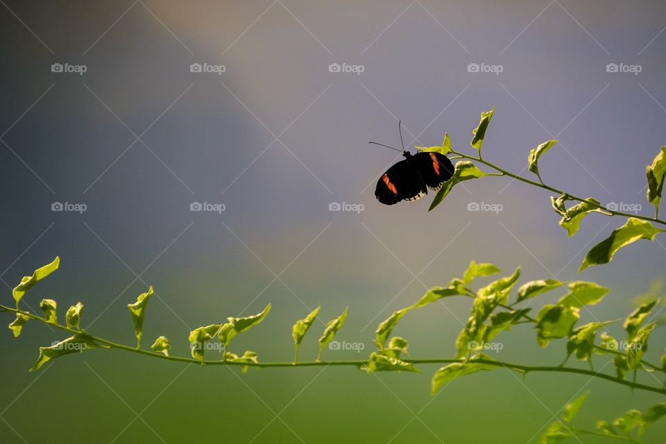 Butterfly On A Branch, Butterfly Photography, Insect Photography, Colorful Butterfly 