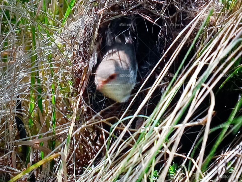 a bird in its nest
