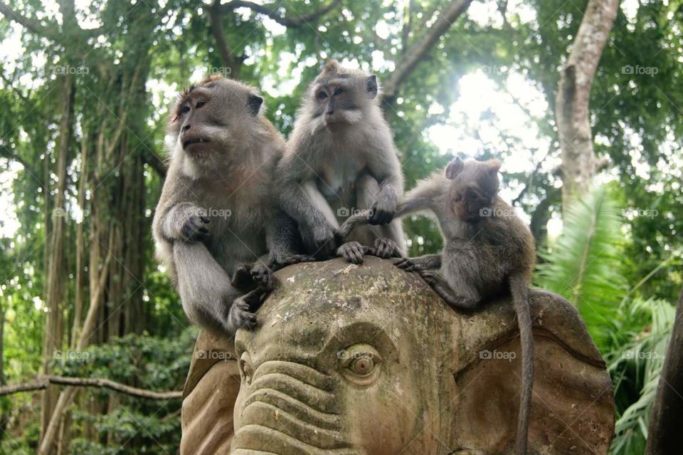 Monkeys in the Ubud monkey forest, Bali