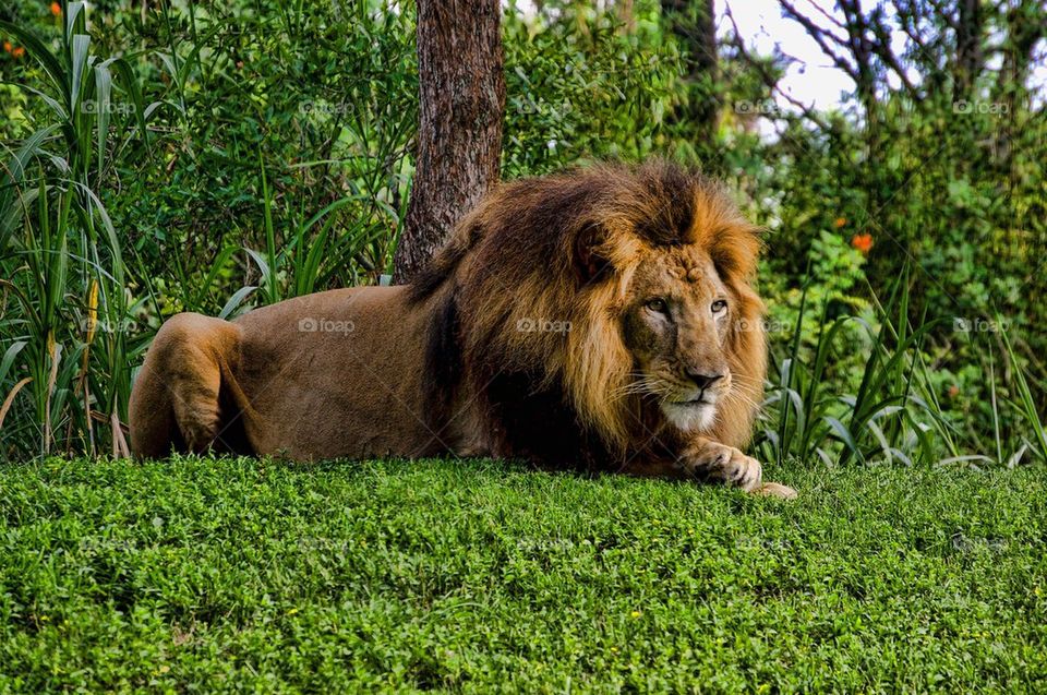 Simon our loyal King