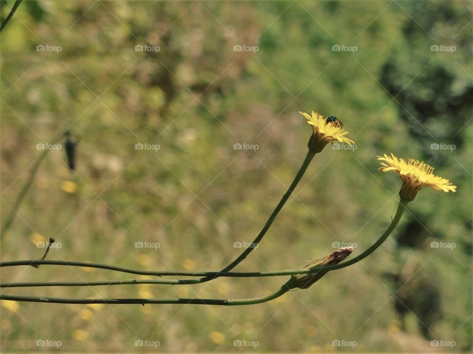 Yellow spring! / Primavera amarela! 