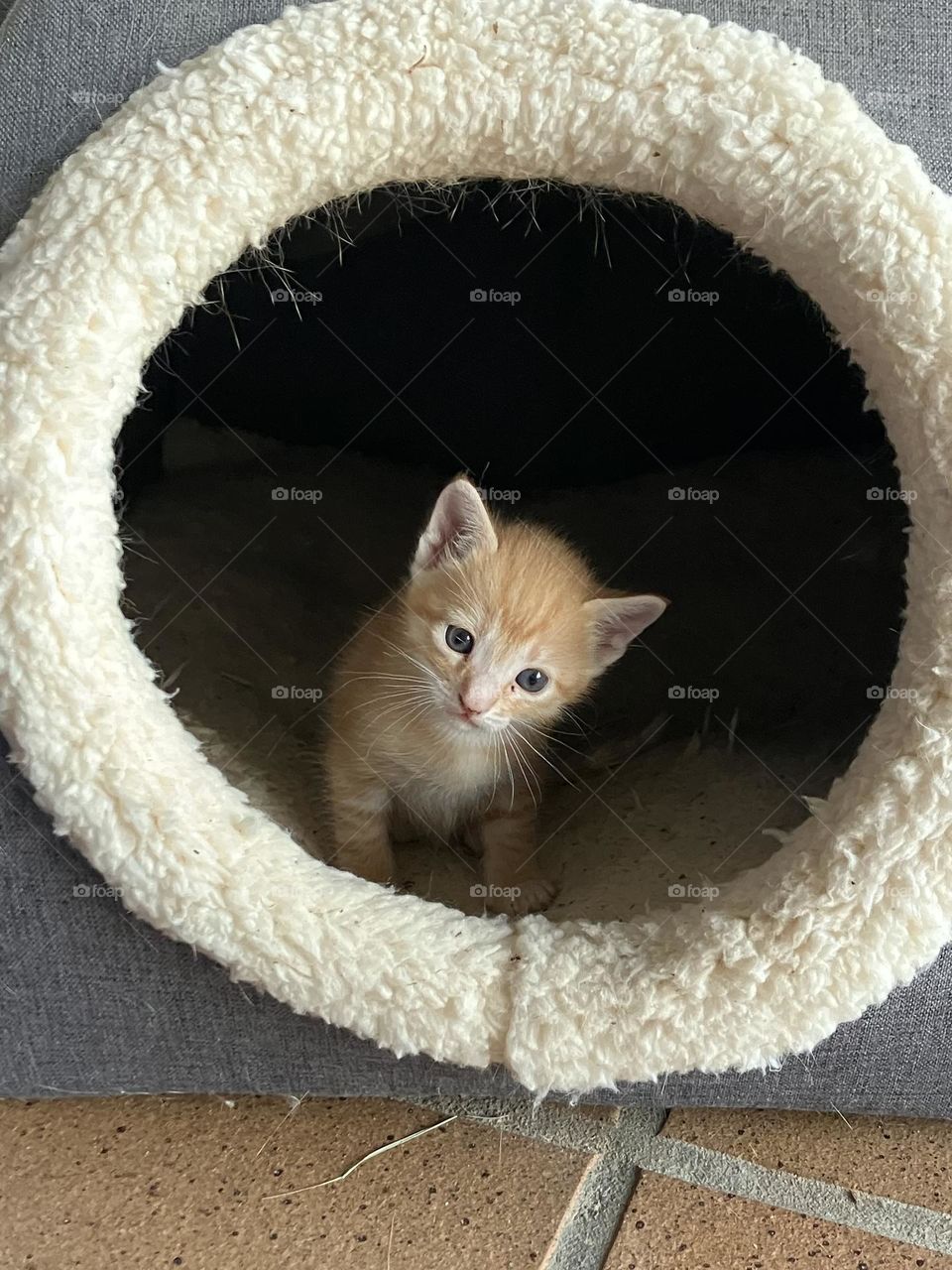 Kitten’s home